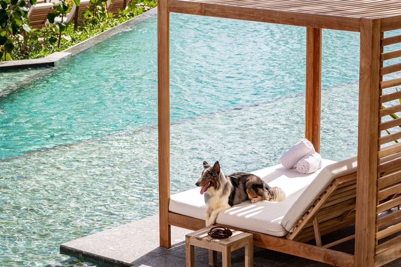 Dog lounging poolside at a boutique hotel