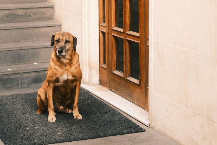 Dog sitting at the door of a boutique stay