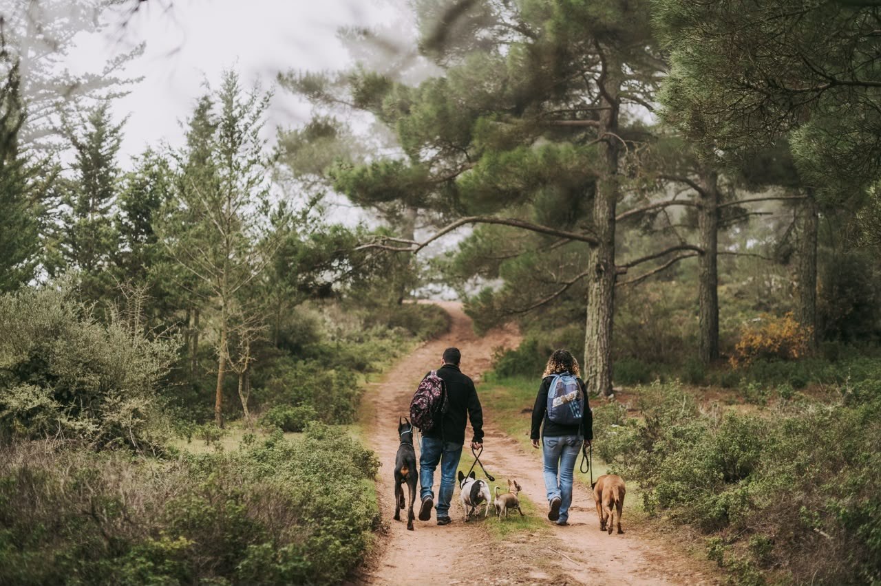 Couple walking four dogs along a forest trail