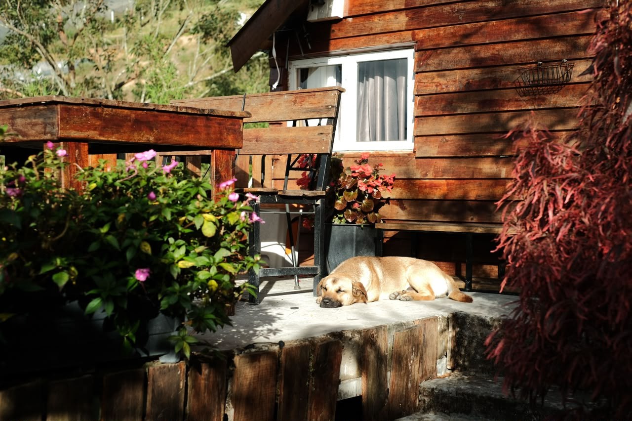 Dog sleeping in the sun on a wooden cottage porch