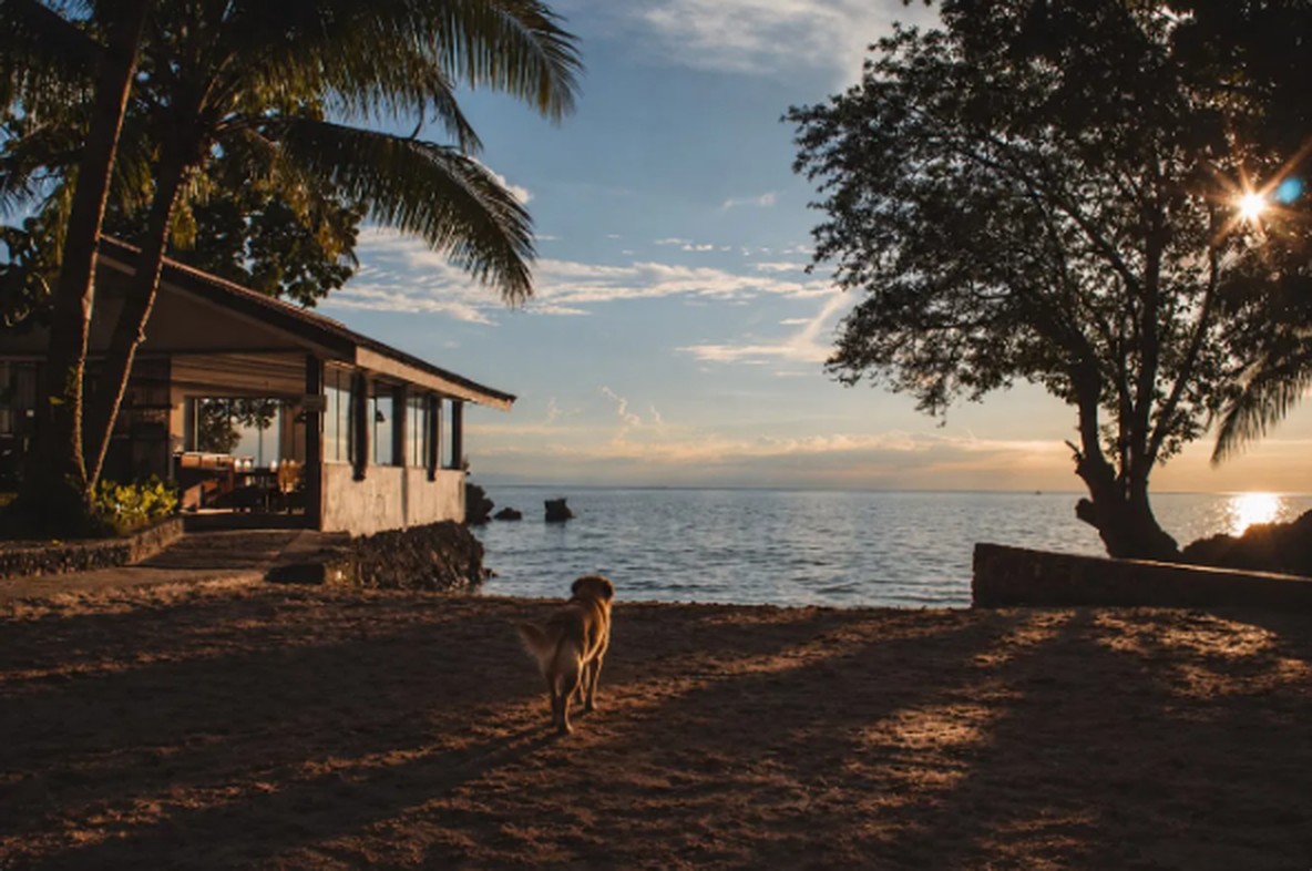 Dog walking to the sea at sunset beside a beach lodge