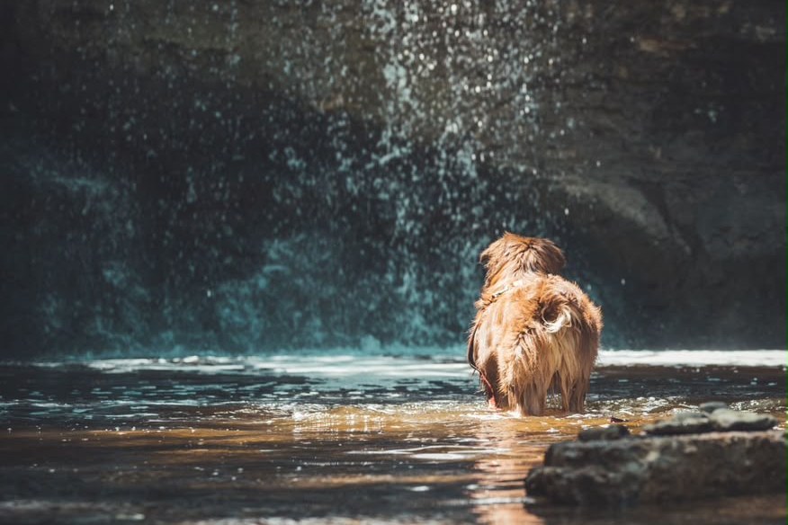 Dog cooling off at a Magoebaskloof waterfall