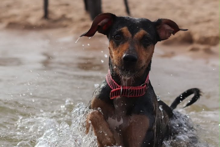 Dog splashing at a KZN beach