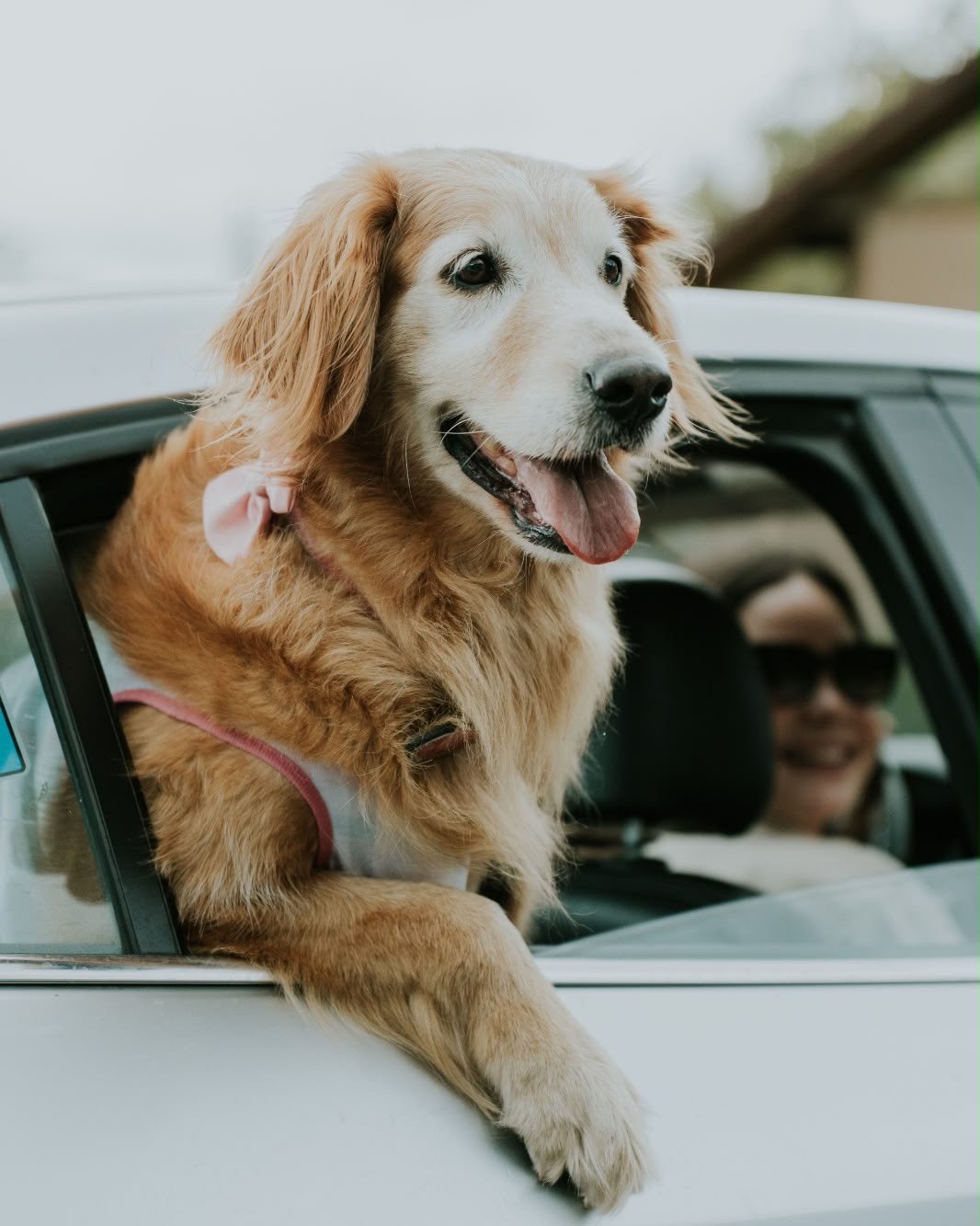 Golden retriever leaning out of a car window on a road trip